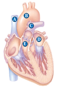 <strong> Figure 36.6B -Oxygen-poor blood circulates through the component(s)labeled as ____. </strong> A) A B) B C) C D) D E) A, C, and E