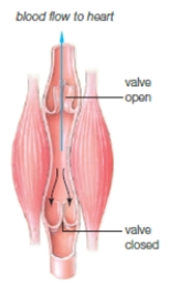 <strong>Figure 36.17 The anatomical structure shown in the accompanying figure is of ____. </strong> A) venous valves B) pulmonary veins C) the inferior valve D) the right myocardial sac E) the heart apex