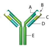 <strong> Figure 37.9A -The variable region of a light chain,produced by the alternative gene splicing of many versions of gene segments,____. </strong> A) A B) B C) C D) D E) E
