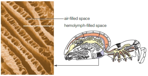 <strong> The accompanying figure illustrates a ____. </strong> A) book lung B) tracheal system C) set of gills D) microlung E) circulatory system