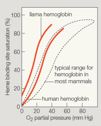 <strong>Figure 38.17 Use the figure above to answer the following question.At what partial pressure of oxygen do half the heme groups in human blood have bound oxygen? </strong> A) 30 mm Hg B) 100 mm Hg C) 70 mm Hg D) 104 mm Hg E) 120 mm Hg