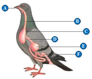 <strong>Figure 39.3C The storage organ indicated by the letter C is called the ____. </strong> A) mouth B) crop C) gizzard D) rumen E) cloaca