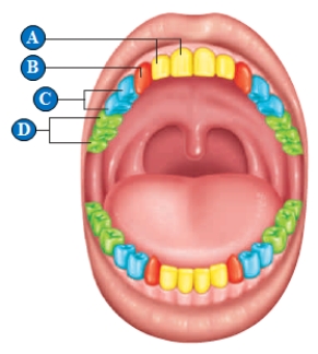 <strong>Figure 39.7A -The teeth designated by the letter B in the above figure are called ____. </strong> A) canines B) premolars C) incisors D) molars E) wisdom teeth