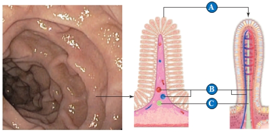 <strong> Figure 39.10A, B, and C -A villus is indicated by the letter ____. </strong> A) A B) B C) C D) D E) E