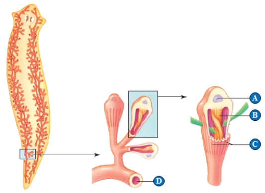 <strong>Figure 40.2 In the above illustration of fluid regulation in a planarian,the letter A represents which of the following? </strong> A) Nucleus of the flame cell B) Small capillaries that allow water to freely diffuse into the planarian C) Sexual reproductive organ D) Cilia to draw fluid into the planarian E) Funnel to collect fluid