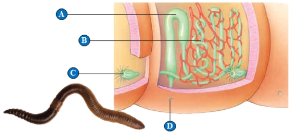 <strong>Figure 40.3 In the above illustration of fluid regulation in an earthworm,the letter B represents which of the following? </strong> A) The excretory pore B) Nephridium tubules C) The storage bladder D) The ureter E) Funnel to collect fluid