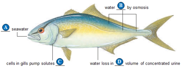 <strong> Figure 40.12A -Blanks A and B should be labeled,respectively,____. </strong> A) does not gulp; loss B) does not gulp; gain C) gulps; loss D) gulps; gain E) does not gulp; pump