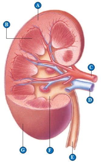 <strong> Figure 40.5B Use the figure above showing the structure of the human kidney to answer the following question. Fluid is reabsorbed from peritubular capillaries and returned to blood circulation via the structure indicated by the letter ____. </strong> A) A B) B C) C D) D E) E
