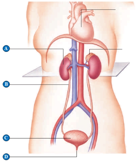 <strong>Figure 40.5A The letter B in the above figure represents a(n)_____. </strong> A) kidney B) urethra C) urinary bladder D) ureter E) Bowman's capsule