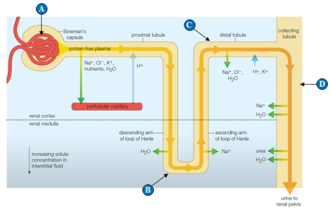 <strong>Figure 40.7 Where does hormonal adjustment to solute and volume levels occur? </strong> A) A B) B C) C D) D E) C and D