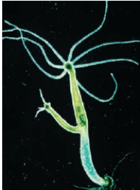 <strong>Figure 41.1A The organism shown above is using which of the following types of reproduction? </strong> A) Asexual budding B) Sexual production of eggs C) Hermaphroditic cofertilization D) Fragmentation E) Parallel fertilization