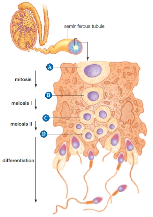 <strong> Figure 41.10 Use the figure above to answer the following question. A germ cell is indicated by the letter(s)____. </strong> A) A B) B C) C D) D E) B, C, and D