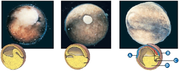 Figure on p. 737 Use the figure above showing the process of gastrulation to answer the following question. -The letter A in the accompanying figure represents ____.