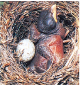 <strong>Figure 43.5A The above figure of a young cuckoo shoving its foster parents' egg out of the nest best demonstrates _____. </strong> A) imprinting behavior B) instinctive behavior C) classical conditioning D) learned behavior E) operant conditioning