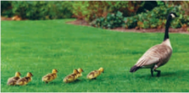 <strong>Figure 43.6 The above figure of goslings (baby geese)following their mother demonstrates ____. </strong> A) imprinting behavior B) operant conditioning C) systematic desensitization D) reactionary behavior E) voluntary behavior