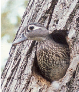 <strong>Figure 44.5 The wood duck shown in the above photograph was adversely affected by ____ and is making a comeback thanks to ____. </strong> A) global cooling; heat producing chemical added to their diet B) sexually transmitted viruses; a new vaccine C) limited numbers of natural cavities; artificial nesting boxes D) high incidence of males being born; transplantation of females from other areas E) invasive species; removal of introduced predators