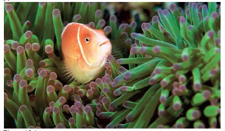 Figure 45.4 -The relationship between the sea anemone and a pink anemonefish shown above is ____
