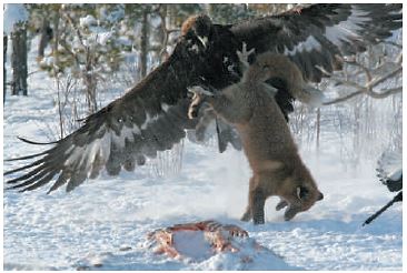 <strong> Figure 45.6A ? The image in the above photograph is a prime example of ____. a.double mutualism b.associative commensalism c.interference competition d.team predation e.parasitism The image in the above photograph is a prime example of ____.</strong> A) double mutualism B) associative commensalism C) interference competition D) team predation E) Parasitism