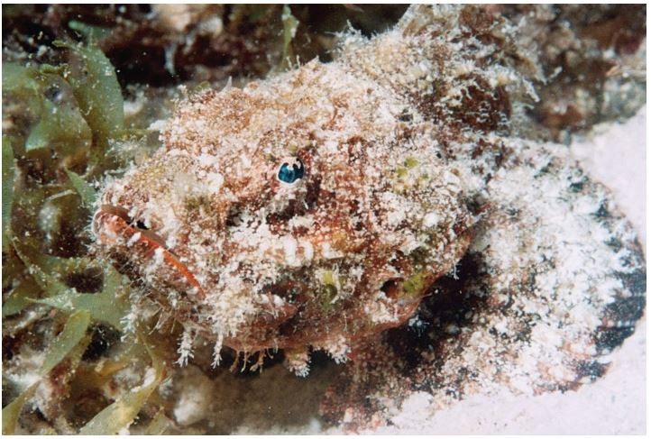 <strong> Figure 45.13 The scorpionfish in the above figure is using ____ for protection. a.mimicry b.display behavior c.warning coloration d.chemical defenses e.camouflage The scorpionfish in the above figure is using ____ for protection.</strong> A) Mimicry B) display behavior C) warning coloration D) chemical defenses E) Camouflage