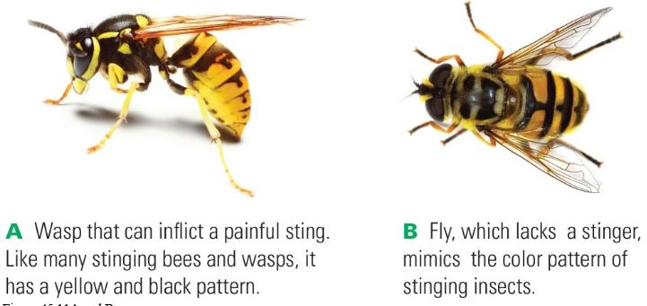 <strong> Figure 45.11A and B The images above of a stinging wasp and a nonstinging fly are an example of ____. a.mimicry b.display behavior c.mimicry and warning coloration d.chemical defenses e.camouflage The images above of a stinging wasp and a nonstinging fly are an example of ____.</strong> A) Mimicry B) display behavior C) mimicry and warning coloration D) chemical defenses E) Camouflage