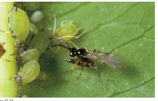 Figure 45.15 -The photograph above of the aphid and the wasp is an example of ____.