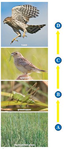 Figure 46.2 The following question refers to the accompanying figure illustrating a tallgrass prairie food chain. -The letter D indicates the ____.