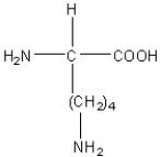 <strong>Which of the following amino acids has a hydrophilic side chain?</strong> A) B) C) D) E)