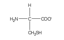 <strong>Which of the following structures is the best representation for the amino acid alanine under physiological conditions?</strong> A) B) C) D) E)