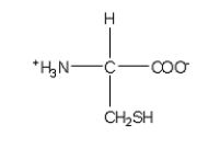 <strong>Which of the following structures is the best representation for the amino acid alanine under physiological conditions?</strong> A) B) C) D) E)