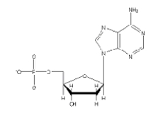 <strong>Which of the following 2'-deoxynucleotides contains the base thymine?</strong> A) B) C) D) E)