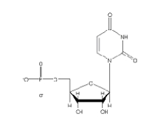 <strong>Which of the following 2'-deoxynucleotides contains the base thymine?</strong> A) B) C) D) E)