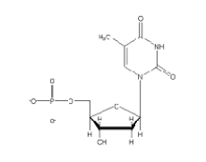 <strong>Which of the following 2'-deoxynucleotides contains the base thymine?</strong> A) B) C) D) E)