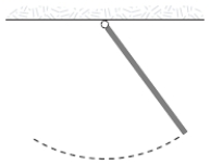 <strong>A uniform rod (mass m = 1.0 kg and length L = 2.0 m)pivoted at one end oscillates in a vertical plane as shown below.The period of oscillation (in s)is approximately </strong> A)4.0 B)1.6 C)3.2 D)2.3 E)2.0