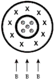 <strong>A coaxial cable has an inner cylindrical conductor surrounded by cylindrical insulation and an outer cylindrical conducting shell.The outer shell carries the same current but in the opposite direction from that in the inner conductor as shown.If the coaxial cable sits in a uniform magnetic field directed upwards with respect to the cable,the effect of the field on the cable is </strong> A)a net force to the left. B)a net force to the right. C)a net force upwards. D)no net force but a slight shift of the inner conductor to the left and the outer conductor to the right. E)no net force but a slight shift of the inner conductor to the right and the outer conductor to the left.