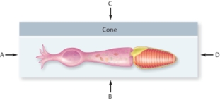 <strong>In the typical vertebrate,which letter best describes the direction of incoming light? </strong> A)A B)B C)C D)D E)All of the directions are possiblE.