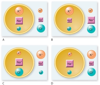 <strong>Which of the following diagrams shows the correct distribution of ions in a resting cell? (Note: A larger font size indicates more of that particular ion. ) </strong> A)A B)B C)C D)D