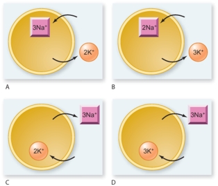 <strong>Which of the figures shows the correct mechanism for the sodium-potassium pump? </strong> A)A B)B C)C D)D