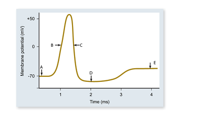 <strong> In the diagram,which arrow best represents the point in time where the voltage-gated sodium channels are inactivated?</strong> A)A B)B C)C D)D E)E