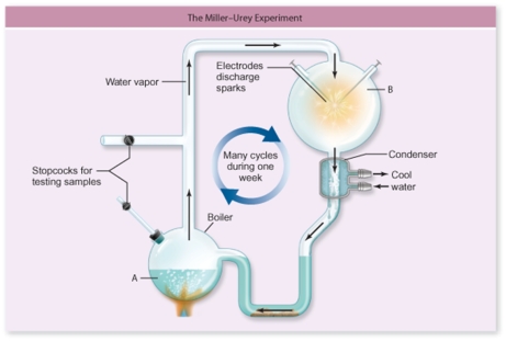The apparatus in the figure was used by Stanley Miller and Harold Urey to study the origin of life on Earth.The presence of what compound in chamber B in the apparatus will prevent the accumulation of simple organic molecules in compartment A?