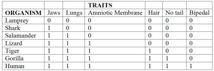 <strong>Which of the following statements is accurate about the chart of morphological data? The 1 in the box means the trait is present and the 0 indicates that the trait is absent. </strong> A)All organisms in this chart share all of the derived characteristics. B)Only the gorilla and humans share all of the derived characteristics. C)The lamprey is the only outgroup since it shares none of the derived characteristics. D)The salamander and the tiger are outgroups because they only share two of the derived characteristics (jaws and lungs). E)The shark is an outgroup since it only has one of the derived characteristics (jaws).