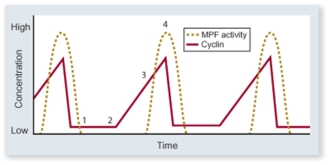<strong>Which timepoint represents G<sub>2</sub> phase? </strong> A)1 B)2 C)3 D)4
