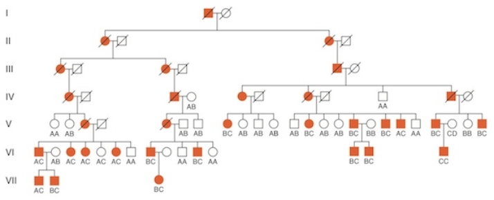 <strong>Examine this pedigree.Given the disease and marker phenotypes of her children, what was the most likely marker phenotype of individual V-3? </strong> A)BC B)AB C)CC D)AC E)No prediction can be made Blooms Level 4: Analyze