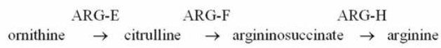 Consider the pathway for the synthesis of the amino acid arginine in Neurospora:   Mutant strains of Neurospora are grown in minimal media supplements as follows.Strains may carry more than one mutation.Growth is shown by (+) and no growth is shown by (o).   Indicate the most accurate statement regarding strain A.