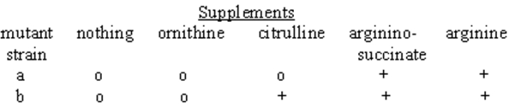 Consider the pathway for the synthesis of the amino acid arginine in Neurospora:   Mutant strains of Neurospora are grown in minimal media supplements as follows.The strains may carry more than one mutation.Growth is shown by (+) and no growth is shown by (o).   Strain a accumulates citrulline, strain b does not.Indicate the statement that is most correct regarding these two strains.