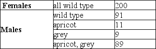 <strong>A female mouse from a true-breeding wild-type strain was crossed to a male mouse with apricot eyes (ap) and grey body (gy).The F<sub>1</sub> mice were wild-type for both traits.When the F<sub>1</sub> were interbred, the F<sub>2</sub> were distributed as follows: Which of the following statements is correct?</strong> A)ap and gy are unlinked. B)ap and gy are linked on an autosome and 10 map units apart. C)ap and gy are linked on an autosome and 20 map units apart. D)ap and gy are X-linked and 10 map units apart. E)ap and gy are X-linked and 20 map units apart.