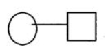 <strong> </strong> A)Unaffected male B)Unaffected female C)Mating D)Affected male E)Affected female