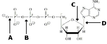 <strong>Which bond in ATP is primarily responsible for its being a high energy molecule? </strong> A)A B)B C)C D)D