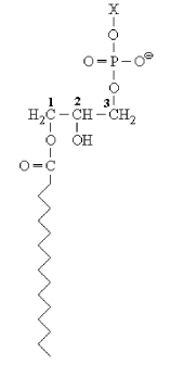 <strong>The structure shown below is ________. </strong> A)taurocholate B)glycerophospholipid C)carnitine D)lysophosphoglyceride