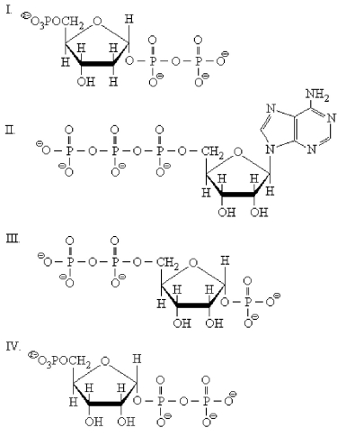 <strong>Which structure below is PRPP?  </strong> A)I B)II C)III D)IV <div style=padding-top: 35px> 