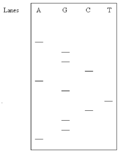 <strong>What is the DNA sequence (5' → 3')determined in this gel? Assume the samples were applied near the top of the gel.  </strong> A)AGGCTGGACGA B)AGGGGCTAGCA C)AGGCTGACGGA D)AGGCAGTCGGA <div style=padding-top: 35px> 